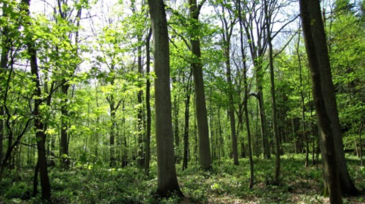 Florestas e sistemas agro-florestais